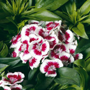 Sweet William Plants - Barbarini Red Picotee
