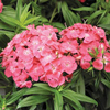 Sweet William Plants - Barbarini Salmon