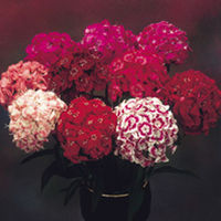 Sweet William Seeds - Fragrant Cloud Mixed F1