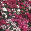 Sweet William Seeds - Special Mixed