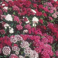 Sweet William Seeds - Special Mixed