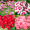 Sweet William/Dianthus Plants - Collection