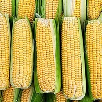 Sweetcorn (Organic) Seeds - Damaun
