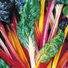 Swiss Chard Plants - Bright Lights