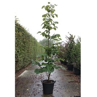 Symphoricarpos chen. Plant - Brain de Soleil®
