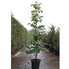 Symphoricarpos chen. Plant - Brain de Soleil®