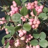 Symphoricarpos d. Plant - White Hedge