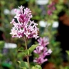Syringa meyeri 