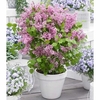 Syringa meyeri Plant - Flowerfesta® Pink