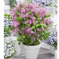 Syringa meyeri Plant - Flowerfesta® Pink