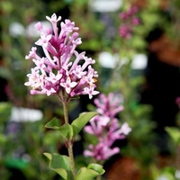Syringa meyeri Plant - Palibin