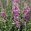 Syringa Plant - Bloomerang® Dark Purple
