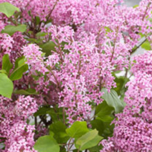 Syringa Plant - Flowerfesta Pink