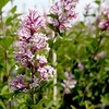 Syringa Plant - Josee