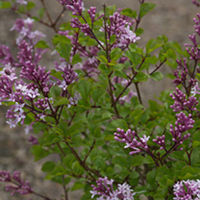 Syringa Plant - Meyeri Palibin