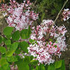 Syringa Plant - Microphylla Superba