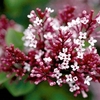 Syringa TINKERBELLE®