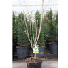 Syringa v. Plant - Znamya Lenina