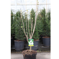 Syringa v. Plant - Znamya Lenina