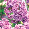 Syringa v. 