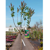 Syringa vulgaris Plant - Belle de Nancy