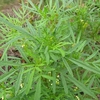 Tagetes Minuta Seeds
