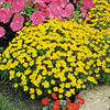 Tagetes Seeds - Lemon Gem