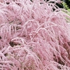 Tamarix tetrandra Plant