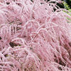 Tamarix tetrandra Plants