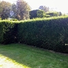 Taxus Bacatta