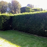 Taxus Bacatta