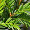 Taxus baccata Bare Roots 25 30/50