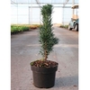 Taxus baccata Plant - Fastigiata Robusta