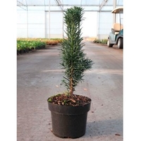Taxus baccata Plant - Fastigiata Robusta
