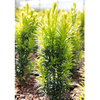 Taxus baccata Plant - Ivory Tower