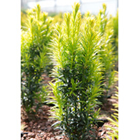 Taxus baccata Plant - Ivory Tower