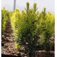 Taxus baccata Plant - Kupfergold