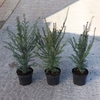 Taxus baccata Plant - Repandens