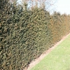Taxus baccata Plant
