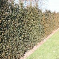 Taxus baccata Plant