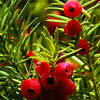 Taxus baccata Plants - 10 x 10 Litre Pots