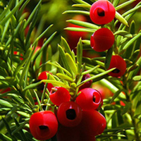 Taxus baccata Plants - 10 x 10 Litre Pots