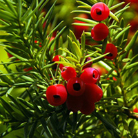 Taxus baccata Plants - 20 x 10 Litre Pots