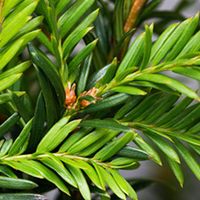 Taxus baccata Plants - 20 x 3 Litre Pots