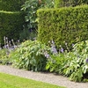 Taxus Baccata (Yew) Plants - 2L Value Hedging Range