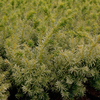 Taxus cuspidata Plant - Dwarf Bright Gold
