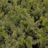 Taxus media Plant - Densiformis