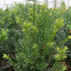 Taxus media Plant - Groenland