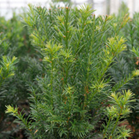 Taxus media Plant - Groenland