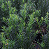 Taxus media Plant - Hicksii